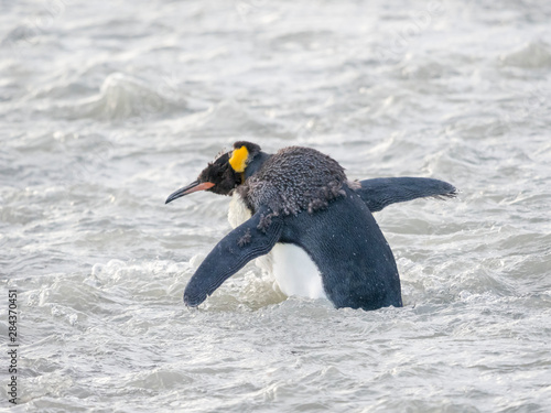 King Penguin  Aptenodytes patagonicus  on the island of South Georgia  rookery in St. Andrews Bay. Molting adult crossing glacial stream.