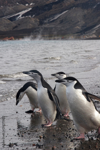 Chinstrap Penguin. Whaler's Bay, Deception Island. Antarctica.