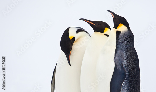 Snow Hill, Antarctica. Three Emperor Penguins. High Key.