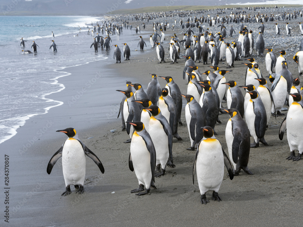 Obraz premium King Penguin (Aptenodytes patagonicus) on the island of South Georgia, the rookery on Salisbury Plain in the Bay of Isles.