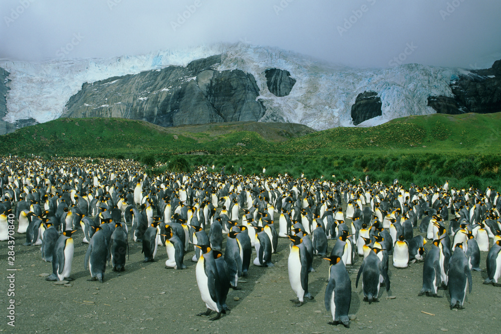 Obraz premium King Penguins, (Aptenodytes patagonicus), colony, South Georgia Island, sub-Antarctic.