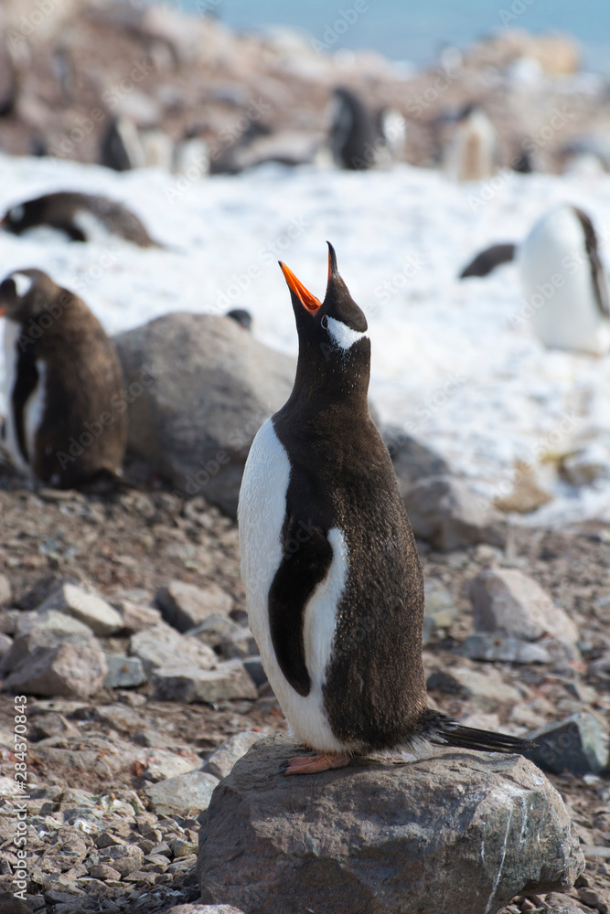 Fototapeta premium Antarctica. Neko Harbor. Gentoo Penguin (Pygoscelis papua) colony.