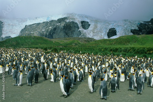 King Penguins, (Aptenodytes patagonicus), colony, South Georgia Island, sub-Antarctic.