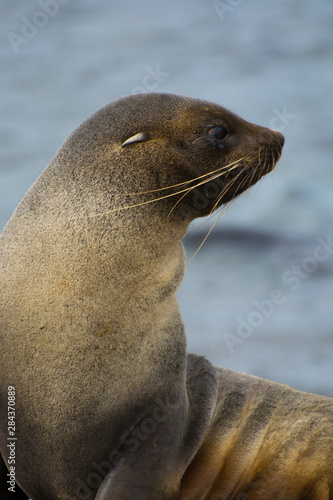 South Georgia. Stromness. Antarctic fur seal (Arctocephalus gazella).