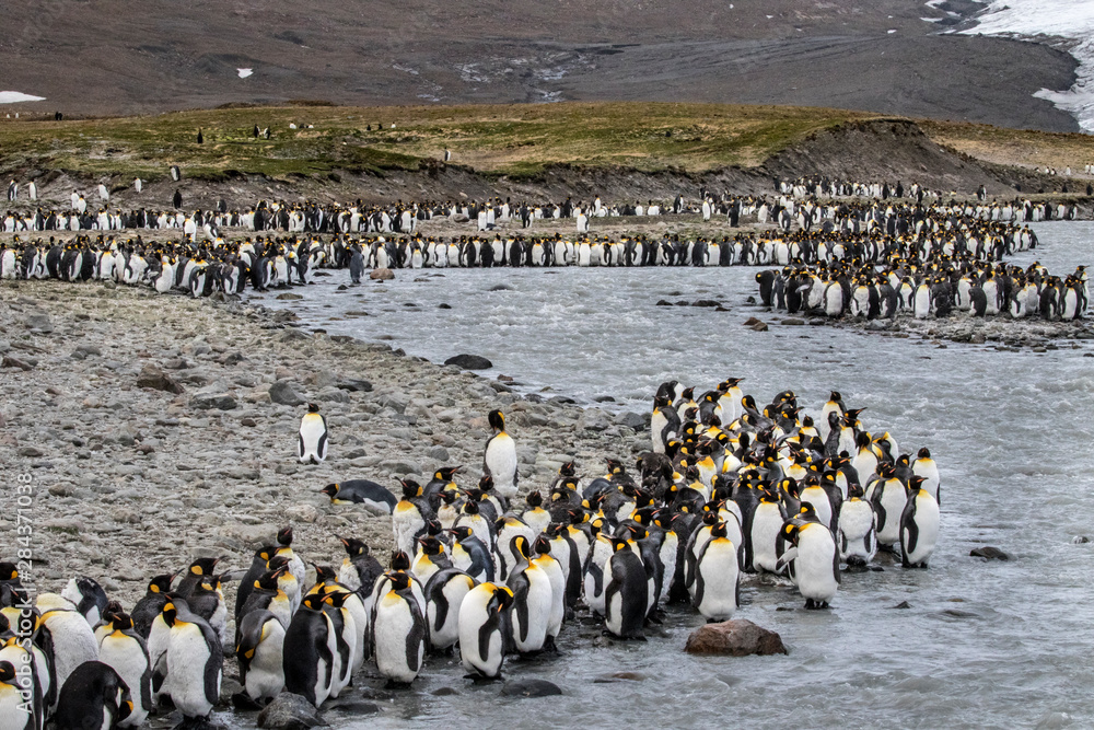 Obraz premium King penguin rookery. St. Andrews Bay, South Georgia Islands.
