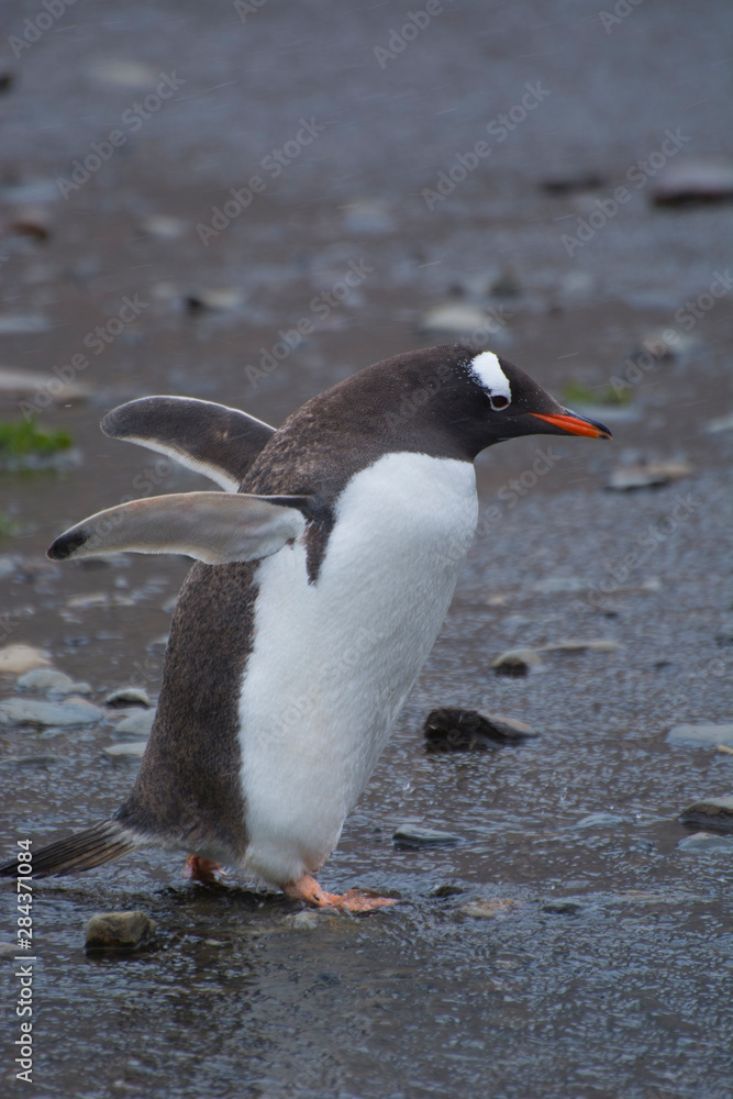 Naklejka premium South Georgia. Stromness. Gentoo penguin (Pygoscelis papua)