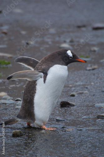 South Georgia. Stromness. Gentoo penguin (Pygoscelis papua)