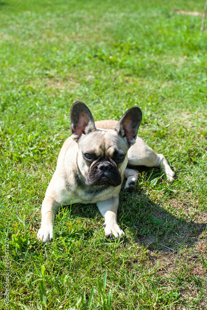 Dog breed French Bulldog on the green grass