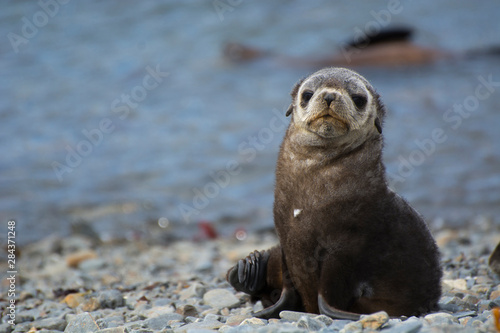 South Georgia. Stromness. Antarctic fur seal (Arctocephalus gazella) pup.