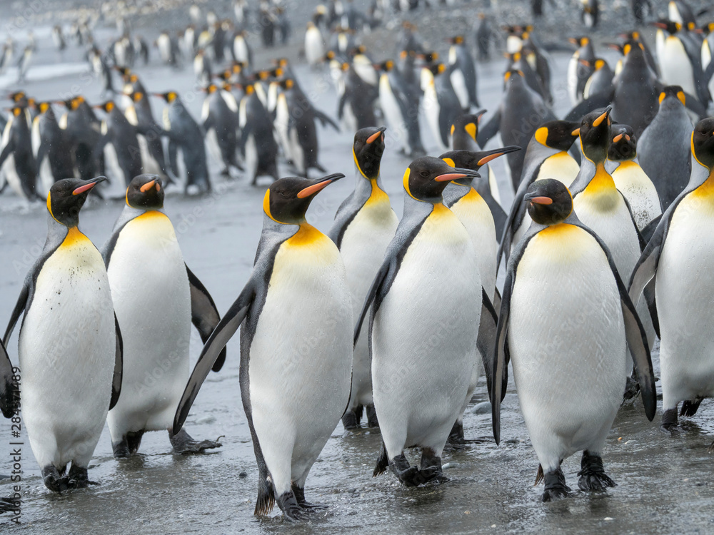 Fototapeta premium King Penguin (Aptenodytes patagonicus) on the island of South Georgia, the rookery on Salisbury Plain in the Bay of Isles. Adults coming ashore.