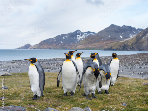 King Penguin (Aptenodytes patagonicus) on the island of South Georgia, rookery in St. Andrews Bay. Courtship behavior.