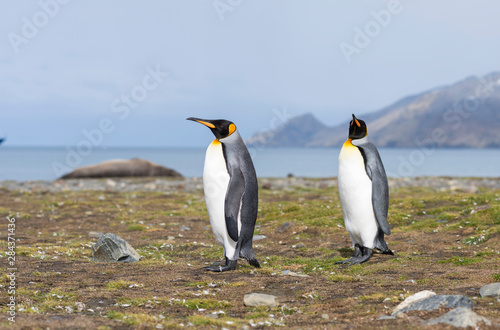 King Penguin  Aptenodytes patagonicus  on the island of South Georgia  rookery in St. Andrews Bay.