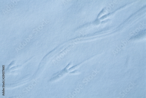 Adelie Penguin, (Pygoscelis adeliae), footprints in snow, Cape Hallett, Ross Sea, Antarctica. photo