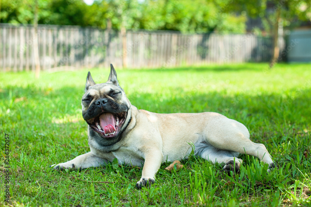 smiling dog, french bulldog on green grass