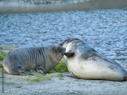 Southern elephant seal (Mirounga leonina) weaned pup on beach.