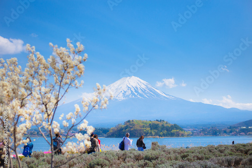 Mt diamond fuji with snow and flower garden along the lake walkway at Kawaguchiko lake in japan, Mt Fuji is one of famous place in Japan. 
