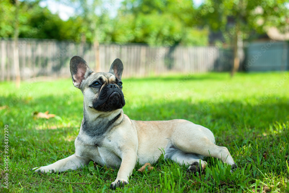 French bulldog in the garden