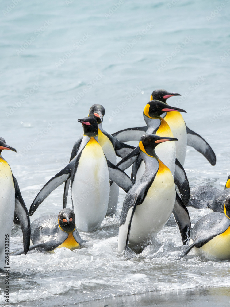 Fototapeta premium King Penguin (Aptenodytes patagonicus) on the island of South Georgia, the rookery on Salisbury Plain in the Bay of Isles. Adults coming ashore.