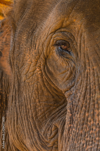 Myanmar. Shan State. Near Kalaw. Green Hill Valley Elephant Camp. Portrait of an elephant.