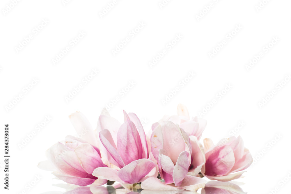 Obraz premium spring beautiful blooming magnolia on a white