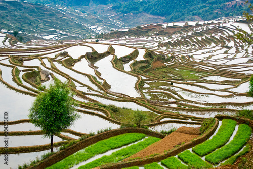 Asia, China, Yunnan Province, Honghe County. Green seed rice ready for planting on flooded Jiayin terraces. photo