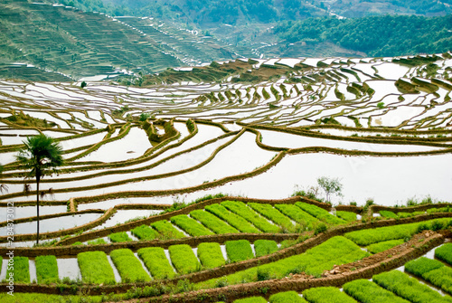 Asia, China, Yunnan Province, Honghe County. Green seed rice ready for planting on flooded Jiayin terraces.