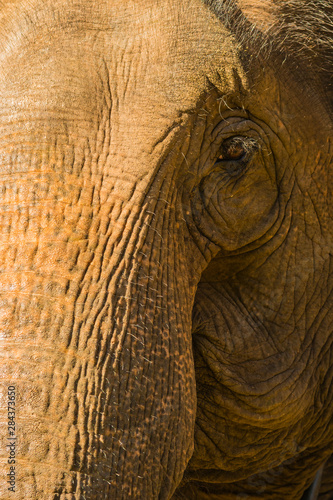 Myanmar. Shan State. Near Kalaw. Green Hill Valley Elephant Camp. Elephant portrait showing their long wiry hair.