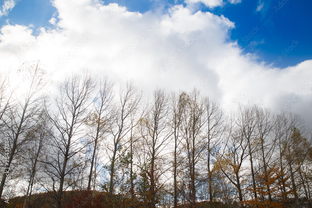 Trees without leaves in winter at a day with blue sky. Bare tree branches against the sky. Trees without leaves in winter at a day with blue sky. Bare tree branches against the sky.