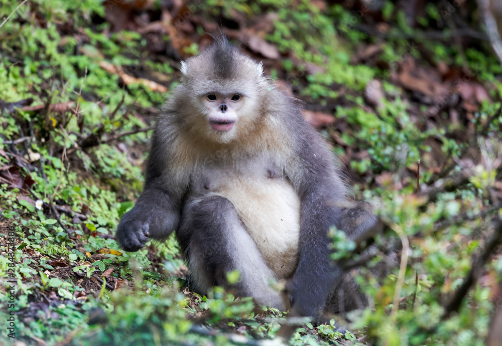 Asia, China, Yunnan Province, Yun-ling Mountains, Tacheng, black snub-nosed monkey Asia, China, Yunnan Province, Yun-ling Mountains, Tacheng, black snub-nosed monkey
