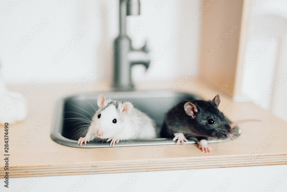 Two deractive rats are sitting in the kitchen sink. Stock Photo Adobe Stock