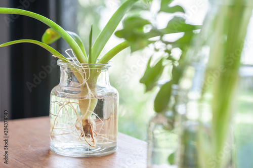 House interior with various green plant grow up in glass and bottle with light flare next to window.  Fresh conner in house.