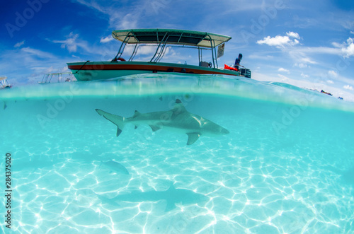 Shark and Boat in Moorea Island in French Polynesia