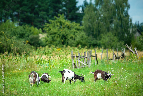 goats graze in the meadow