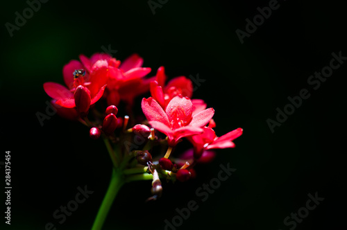 Red flower bouquet with black background, art beautiful red buoquet flowers with spot light.
