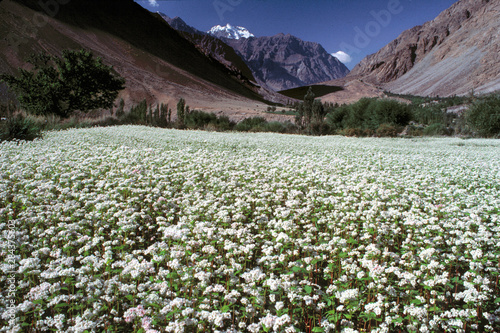 Asia, India, Ladakh, Suru. A lush carpet of white blooms cover the Suru area, in Zanskar Valley, India. photo