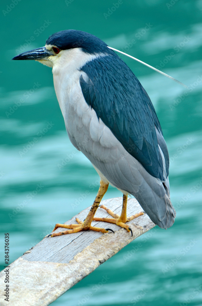 A Black-Crowned Night Heron (Ncyticorax) fishes in the Typhoon Harbor of Lei Yu Mai village in the Northern Territories of Hong Kong. A Black-Crowned Night Heron (Ncyticorax) fishes in the Typhoon Harbor of Lei Yu Mai village in the Northern Territories of Hong Kong.