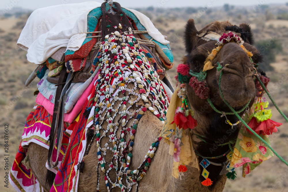 India, Rajasthan, Manvar, desert, sand dunes. decorated camel.