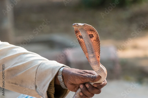 Snake charmer. Village. Fatehpur Sikri. Bharatpur. Rajasthan. India.