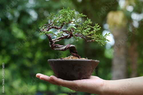 Japanese Juniper Bonsai Tree on Hand, Background in the garden.