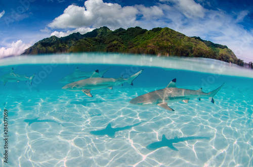 Fotografie, Obraz Black Tip Reef Sharks Swim Around Moorea in French Polynesia