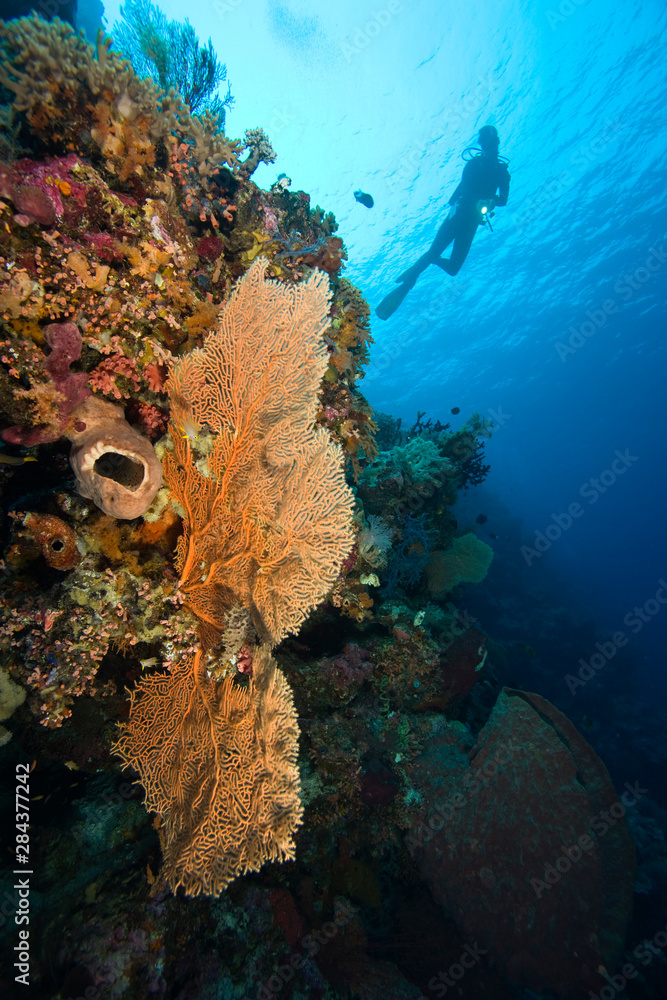 Scuba diver at Tukang Besi Marine Preserve, pristine reefs near Wakatobi Diver Resort, South Sulaweso, Indonesia, S.E. Asia