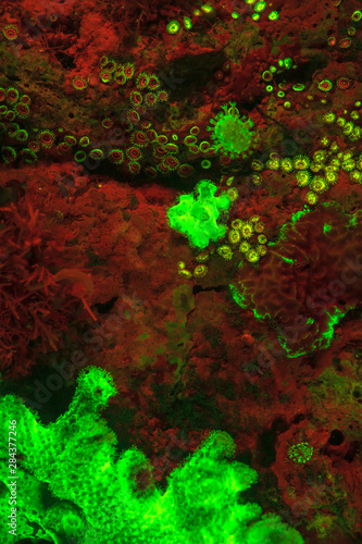 Natural occurring red fluorescing sponges (Leucetta sp.) and green hard coral (Acropora sp.). Night dive at Wetar Island, Banda Sea, Indonesia