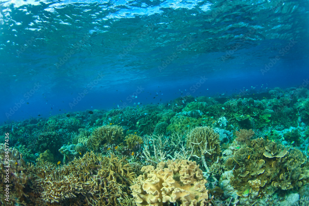 Fototapeta premium Scuba Diving at Tukang Besi/Wakatobi Archipelago Marine Preserve, South Sulawesi, Indonesia, S.E. Asia