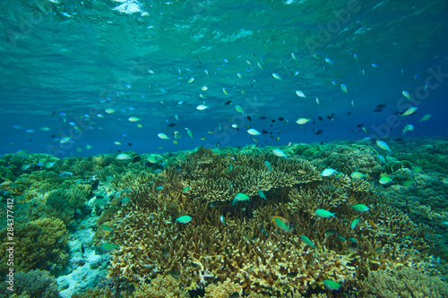 Damselfish, Pristine Scuba Diving at Tukang Besi/Wakatobi Archilpelago Marine Preserve, South Sulawesi, Indonesia, S.E. Asia