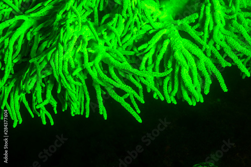 Valokuva Natural occurring fluorescence in underwater soft coral (Sinularia sp