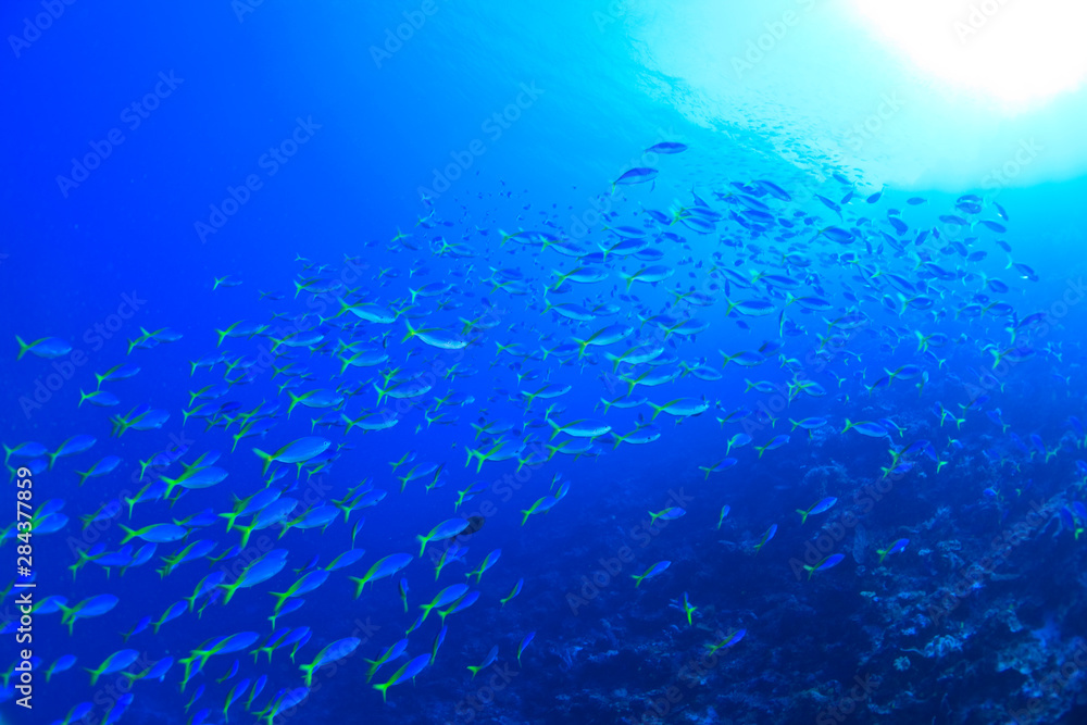 Schooling Fusiliers, Scuba Diving at Tukang Besi/Wakatobi Archipelago Marine Preserve, South Sulawesi, Indonesia, S.E. Asia Schooling Fusiliers, Scuba Diving at Tukang Besi/Wakatobi Archipelago Marine Preserve, South Sulawesi, Indonesia, S.E. Asia