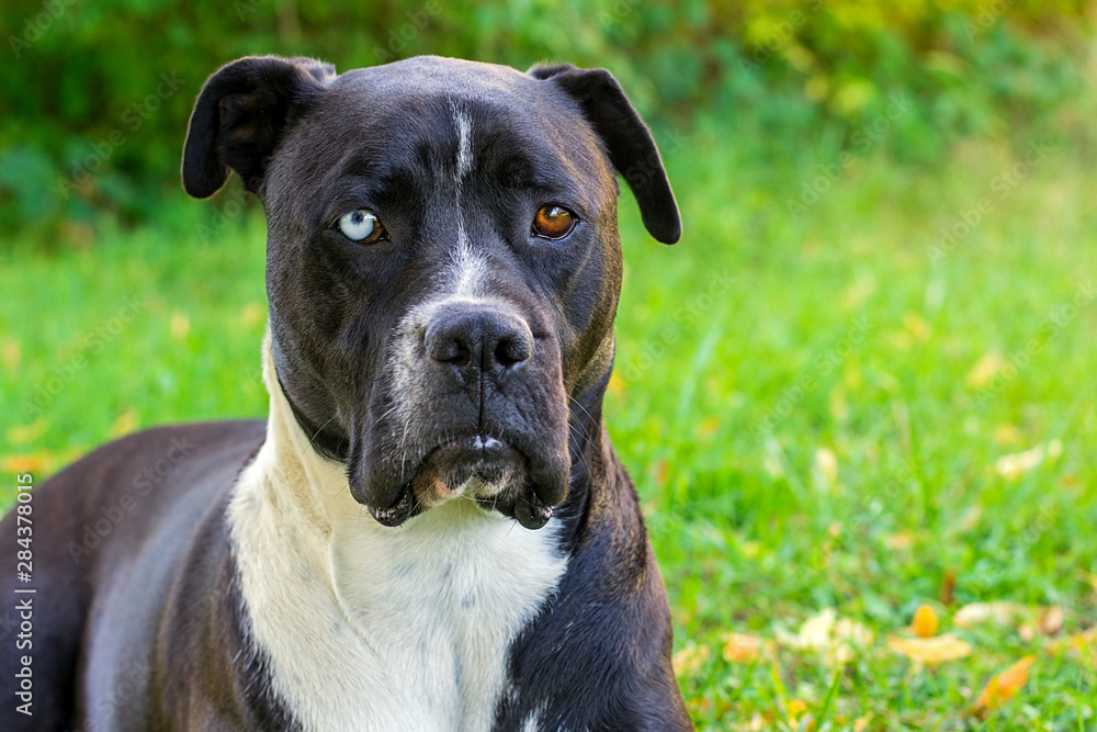 Close-up of black and white american staffordshire terrier dog with wall eyes on grass