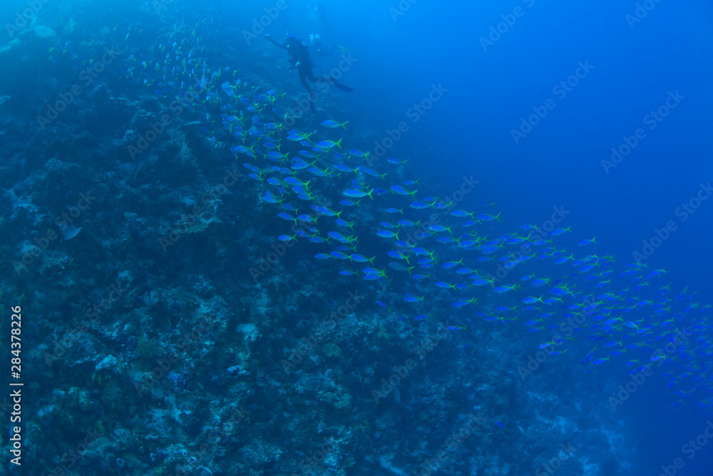 schooling fusiliers, Scuba Diving at Tukang Besi/Wakatobi Archipelago Marine Preserve, South Sulawesi, Indonesia, S.E. Asia 
