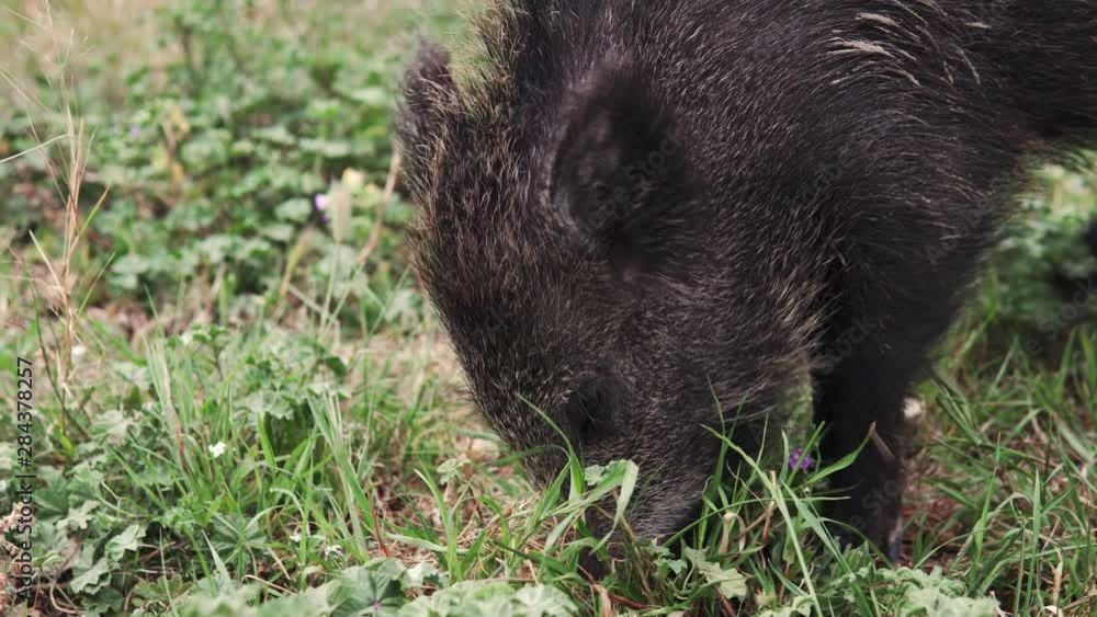Close-up of wild boar or hog family on a green grass in the countryside field or in the forest searching for food Close-up of wild boar or hog family on a green grass in the countryside field or in the forest searching for food