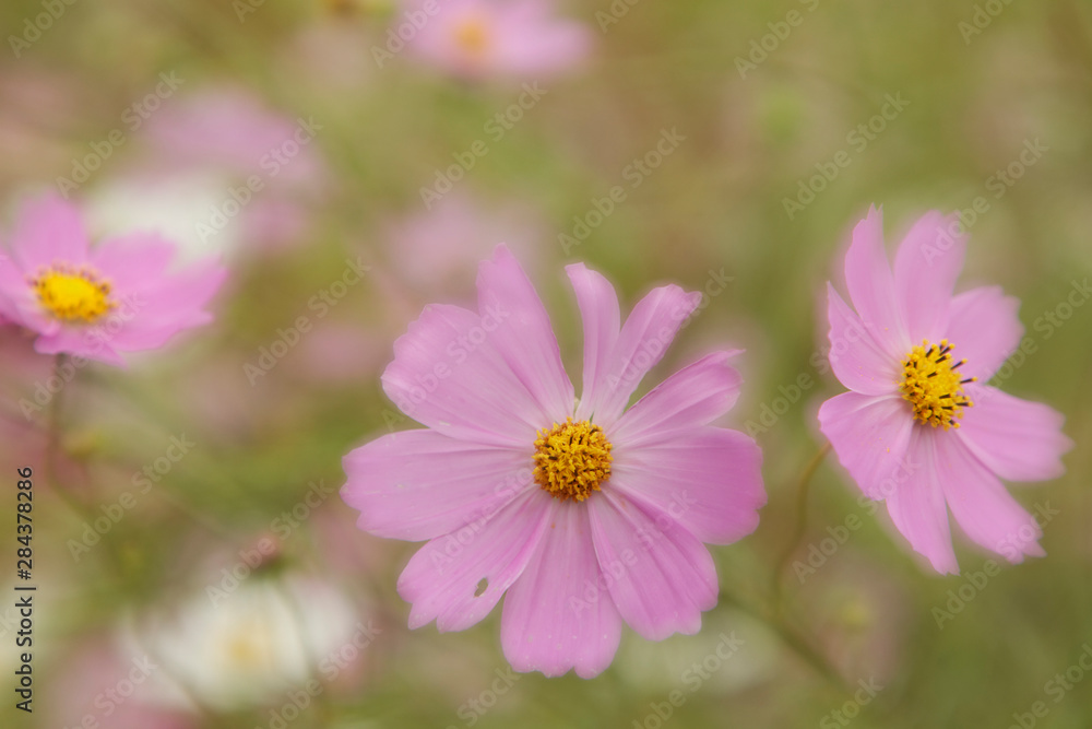 Japan, Nara Prefecture. Close-up of blooming cosmos flowers. Japan, Nara Prefecture. Close-up of blooming cosmos flowers.